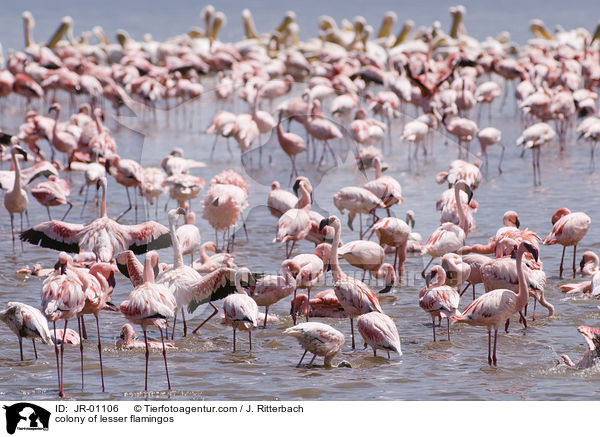 Kolonie Zwergflamingos / colonyof lesser flamingos / JR-01106